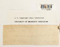 Tortella humilis image