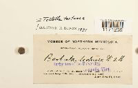 Media resource of Tortella tortuosa