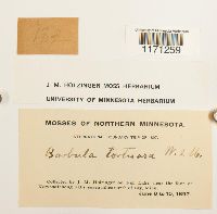 Tortella tortuosa image