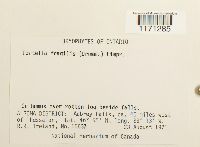 Tortella fragilis image