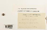 Tortella fragilis image