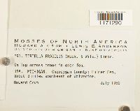 Tortella fragilis image