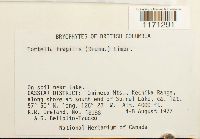 Tortella fragilis image