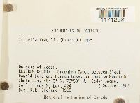 Tortella fragilis image