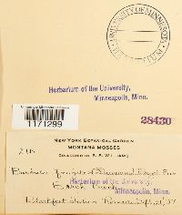 Tortella fragilis image