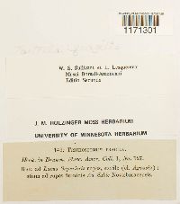 Tortella fragilis image