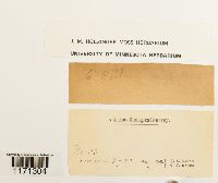 Tortella humilis image