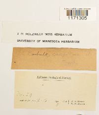 Tortella humilis image