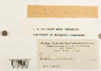 Tortella humilis image