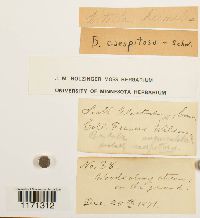 Tortella humilis image