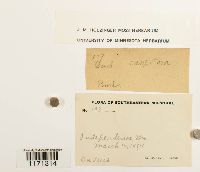 Tortella humilis image