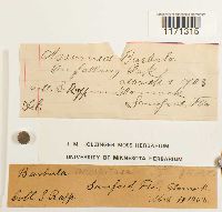 Tortella humilis image