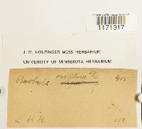 Tortella humilis image