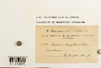 Tortella humilis image