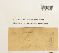 Tortella humilis image