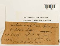 Tortella humilis image