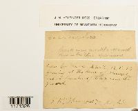 Tortella humilis image