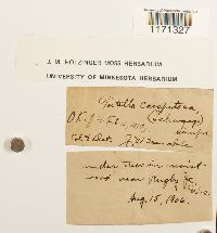 Tortella humilis image