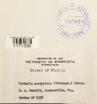 Tortella humilis image