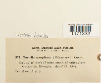 Tortella humilis image