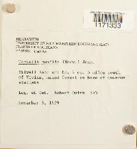 Tortella humilis image