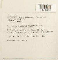 Tortella humilis image