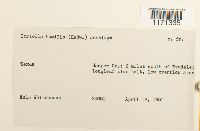 Tortella humilis image