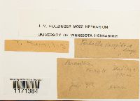 Tortella humilis image