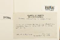 Tortella humilis image