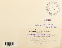 thumbnail image of current specimen