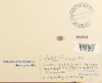 Tortella fragilis image