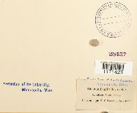 Tortella fragilis image