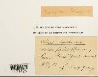 Tortella fragilis image