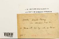 Tortella fragilis image