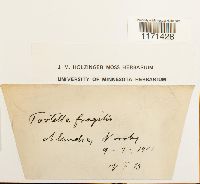 Tortella fragilis image