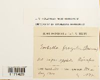 Tortella fragilis image