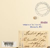 Tortella fragilis image