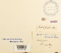 Tortella fragilis image