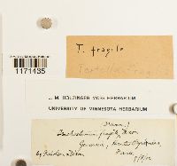 Tortella fragilis image