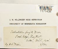 Tortella fragilis image