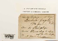 Tortella fragilis image