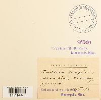 Tortella fragilis image