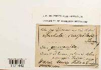 Tortella humilis image