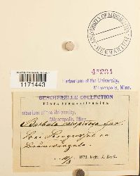 Tortella humilis image