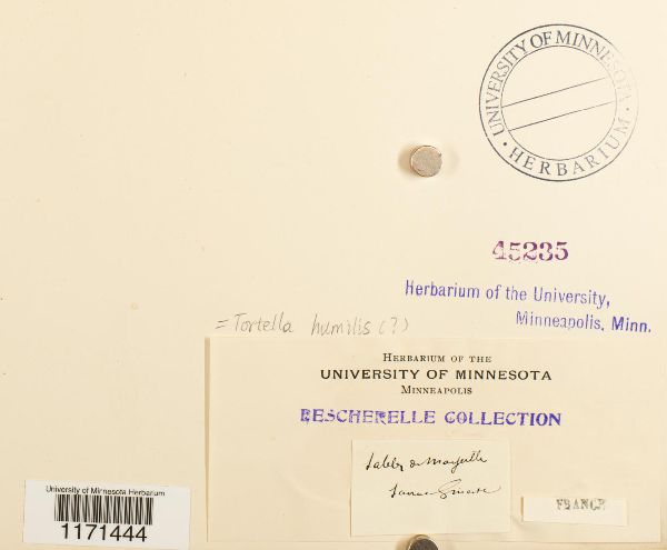 Tortella humilis image