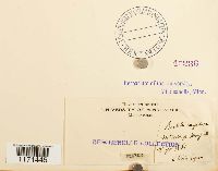 Tortella humilis image