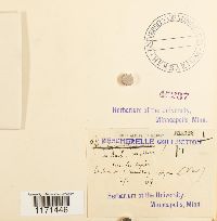 Tortella humilis image