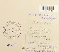 Tortella humilis image