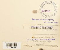 Tortella humilis image