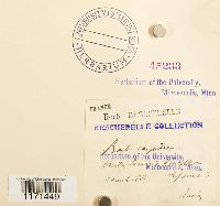 Tortella humilis image